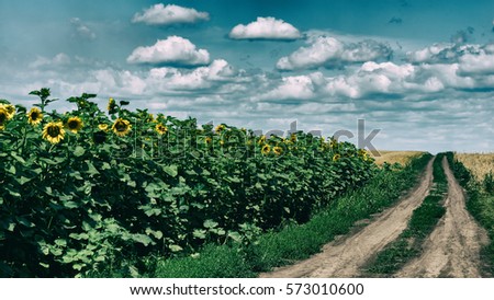 dirt road in a sunflower field, rural landscape. Ukraine. Europe.