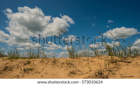 plants Sand dunes, sunny day