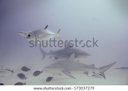 Scuba diving with Bull Sharks in the Caribbean - Underwater photography background 