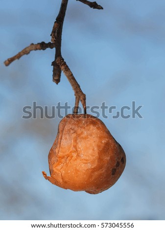 An old rotten apple hanging on a branch . winter