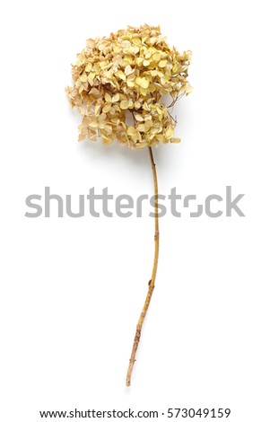 Dried Field Flower isolated on White Background with Real Shadow. Close up with Space for Text. Top View Image of Wild Flowers.