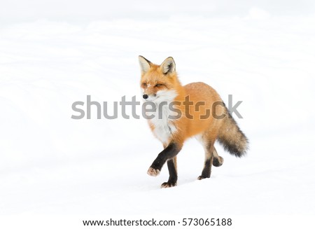 Red fox Vulpes vulpes with a bushy tail isolated on white background marching and hunting through the freshly fallen snow in winter in Algonquin Park, Canada