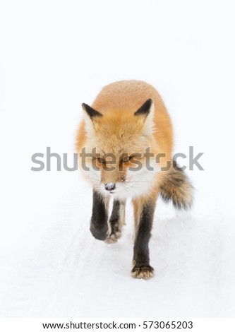 Red fox Vulpes vulpes with a bushy tail isolated on white background walking down the road hunting in Algonquin Park, Canada in winter