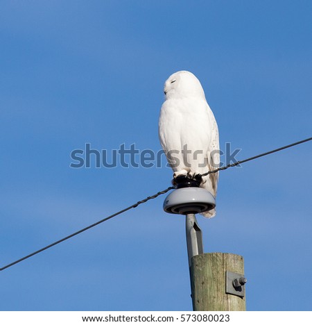 Snowy White Owl. Picture Perfect
