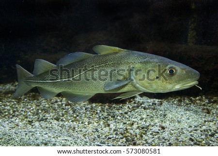 Atlantic cod (Gadus morhua)  Royalty-Free Stock Photo #573080581