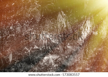 Natural background with a spider web and drops. morning sun  lit by the sun looks dreamy 