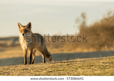 Red Fox Standing on the Grass
