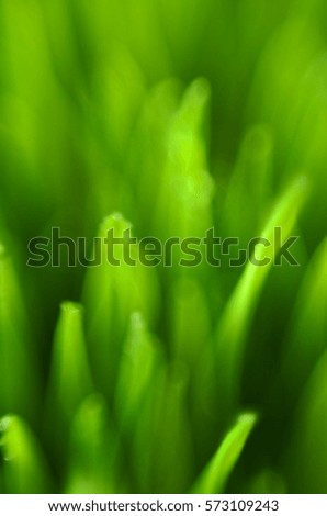Blur Green Abstract Background. Fresh spring grass macro