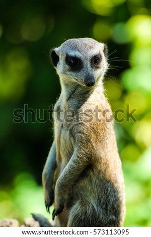 Meerkat (Surikate)