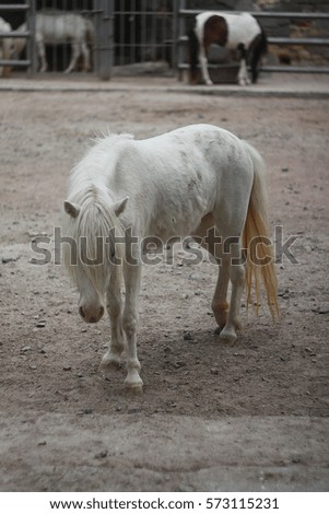 White pony horse