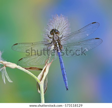 Dragonfly Orthetrum chrysostigma (male) on a plant