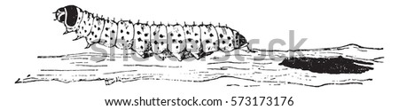 Yellow caterpillar wood or caterpillar chestnut, vintage engraved illustration.
