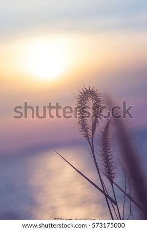 beautiful blurred sunset twilight and grass flower for background