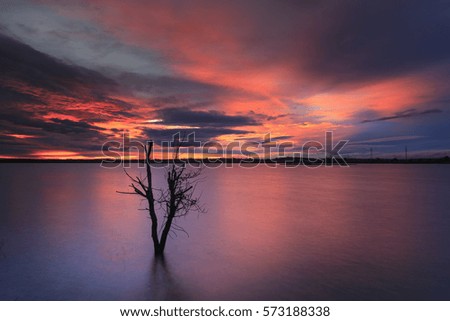 magic scene in the sunset on the wild lake with lonely dry trees. This picture was taken by long exposure technic.