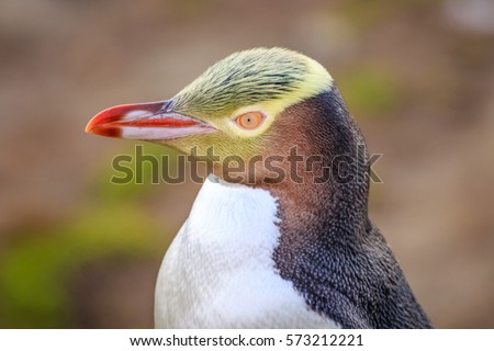 A closeup portrait of an endangered Yellow Eyed Penguin looking to the left Royalty-Free Stock Photo #573212221