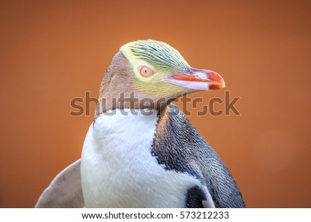 A closeup portrait of an endangered Yellow Eyed Penguin in front of a blurred orange background. Royalty-Free Stock Photo #573212233
