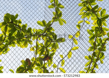 Green tree on the metal mesh,with blue sky,background.