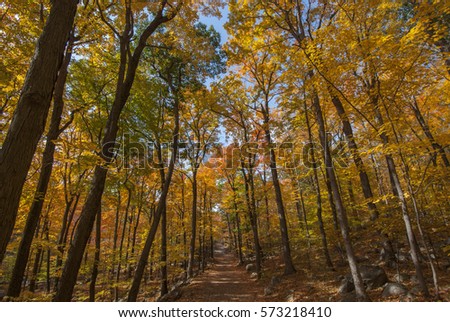 Full peak fall foliage in New Jersey