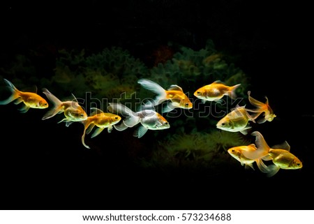 Goldfish swimming in aquarium water