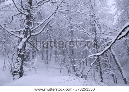 Snowy forest on North slope Aibga Ridge of Western Caucasus