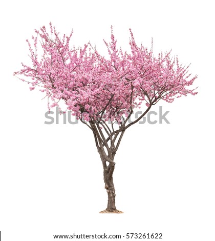 blossoming pink sacura tree isolated on white background  Royalty-Free Stock Photo #573261622