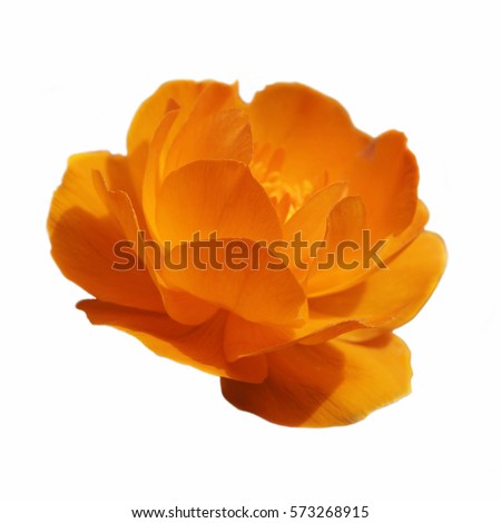 A Globe-flower orange flower isolated on white background Royalty-Free Stock Photo #573268915
