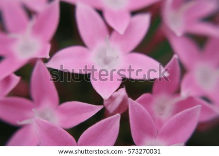 Close up and selective focus of pink flower for imaginary background 