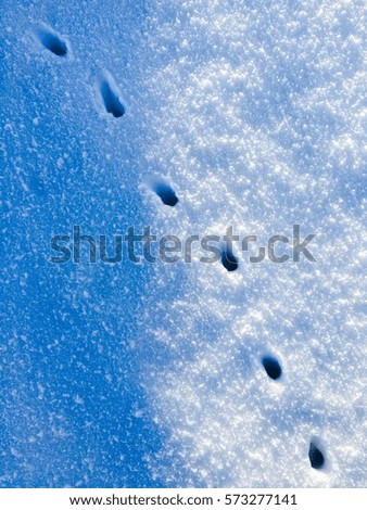 Animal tracks across a snowy surface.