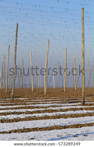 Plantation of hops (Humulus Lupulus) in the winter. 2