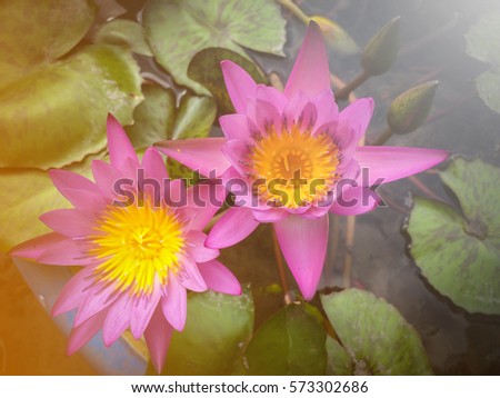 Beautiful twins lotus flower in a tub, represent signed of love, The symbol of goodness, Valentine day