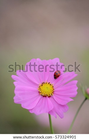 Pink cosmos and ladybug in green season. Pictures are tack  in Komeoka Kyoto Japan. With selective focus and copy space.