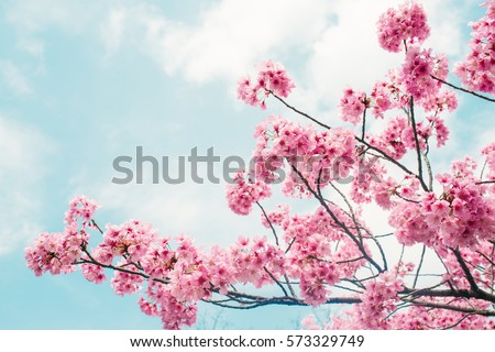 Beautiful cherry blossom sakura in spring time over blue sky. Royalty-Free Stock Photo #573329749