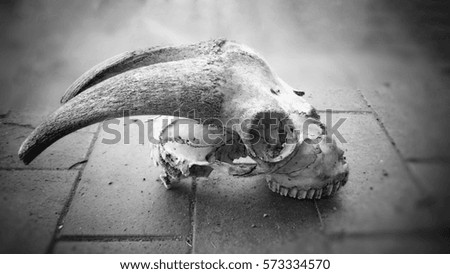 A greyscale photograph of a Ram's skull in Brisbane, Australia.