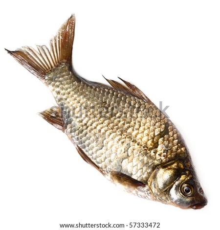 Freshwater fish in front of white background.