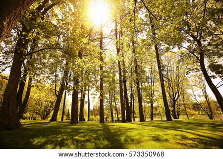 sunny landscape in a city park