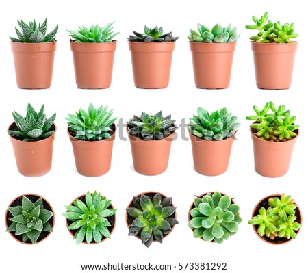 Set of pot plant Echeveria and other succulents in different types isolated on a white background Royalty-Free Stock Photo #573381292