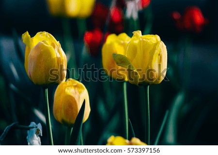 Spring is full of buds picture yellow tulips