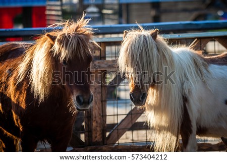 Color picture of Shetland ponnies on a farm