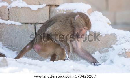 Macaque monkey searching food in it's natural habitat