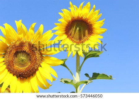 sunflowers in field,yellow flower background,beautiful landscape,nice holiday, flower in garden, romantic view, park, summer season, sunny day
