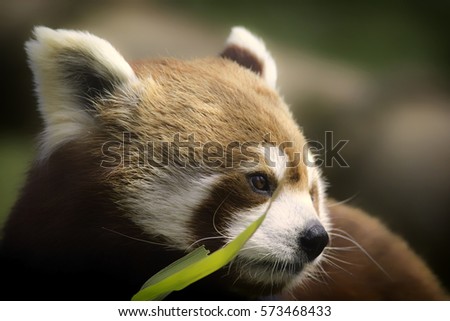 Serene picture of a beautiful red panda against soft background. A very healthy looking example of this vulnerable species.