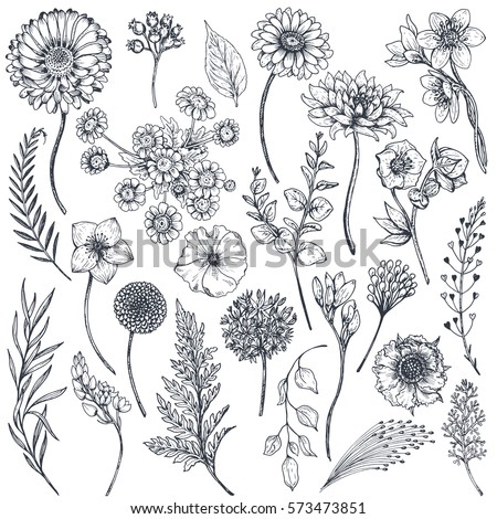 Collection of hand drawn flowers and plants. Monochrome vector illustrations in sketch style. 