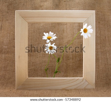 Picture frame and white daisies