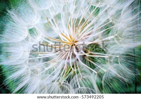 Tragopogon pseudomajor S. Nikit. Dandelion seeds, photo close up Royalty-Free Stock Photo #573492205