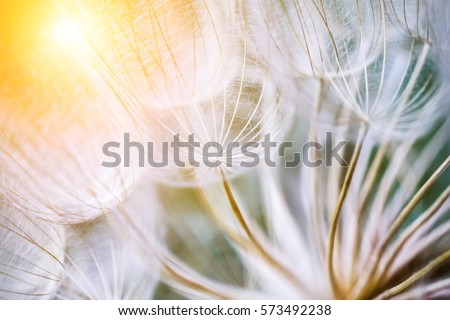 Tragopogon pseudomajor S. Nikit. Dandelion seeds, photo close up. Bright sunlight Royalty-Free Stock Photo #573492238