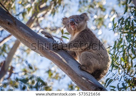 Portrait of Koala sitting on tree branch