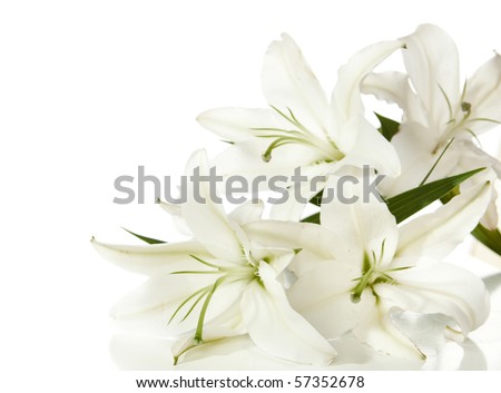 a fragment of white lilies ' bunch on a white background Royalty-Free Stock Photo #57352678