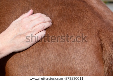 Horse shaitsu massage therapy being carried out by practitioner