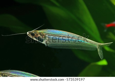 Transparent Glass or Ghost catfish Royalty-Free Stock Photo #573539197