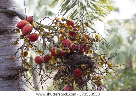 Fruits on a palm tree grow, but are necessary to nobody